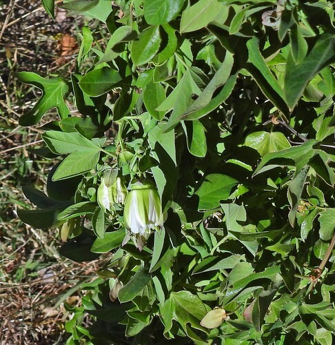 Passiflora tucumanensis, photograph 3
