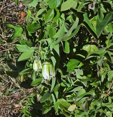 author not stated, no rights reserved Passiflora tucumanensis, photograph author not stated, no rights reserved