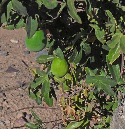 Passiflora tucumanensis, photograph 2