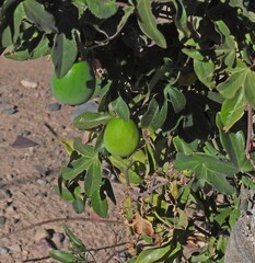 author not stated, no rights reserved Passiflora tucumanensis, photograph author not stated, no rights reserved