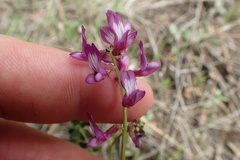 Astragalus distortus