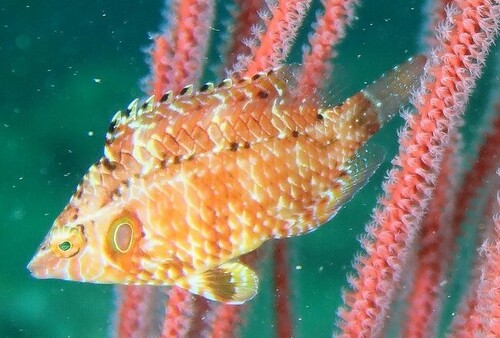 Cryptic wrasse (Pteragogus cryptus) — Labridae