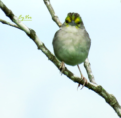 Ammodramus aurifrons