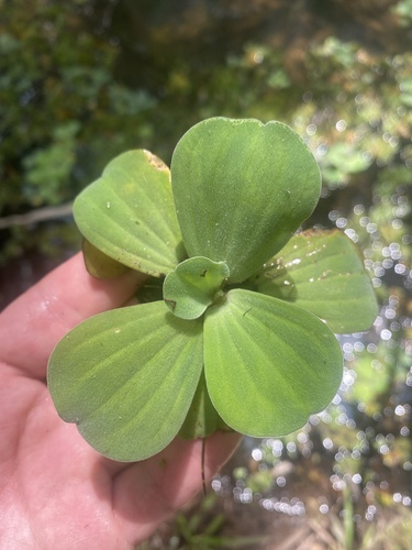 Water Lettuce