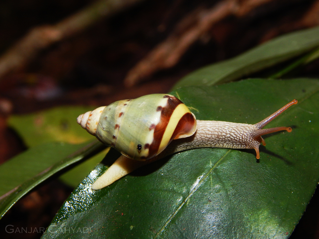 Sumatran Amphidromus