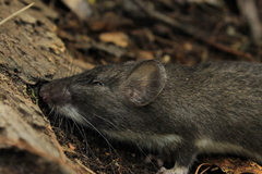 Heteromys nelsoni