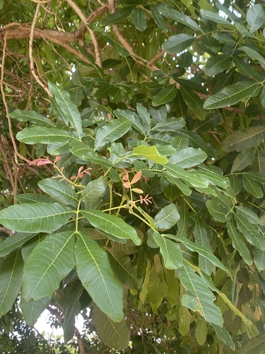 Ceylon Oak