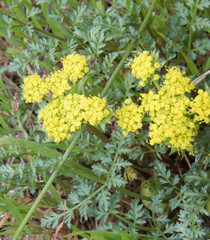 Lomatium dissectum
