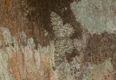 Catoria camelaria