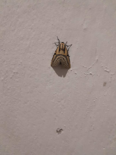 Hieroglyphic Moth