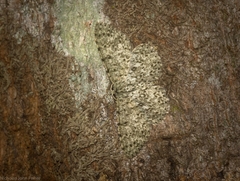 Catoria camelaria