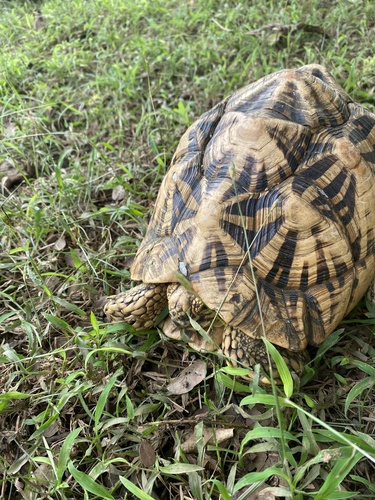Indian Star Tortoise