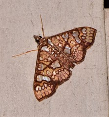 Glyphodes canthusalis