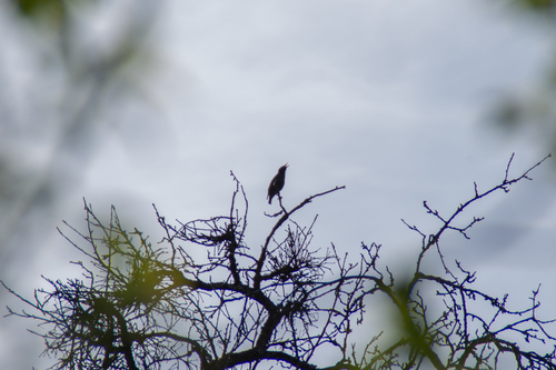 European Starling