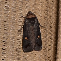 Proteuxoa cinereicollis