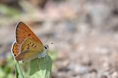 Tharsalea nivalis