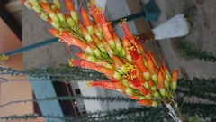 Fouquieria splendens