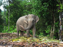 Elephas maximus sumatranus