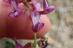 Astragalus distortus