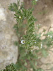 Phacelia affinis