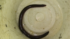 Uraeotyphlus narayani