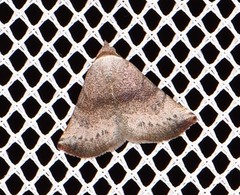 Mataeomera mesotaenia