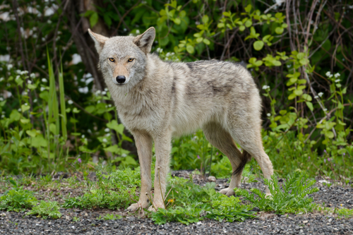 Coyote photographed in Connecticut