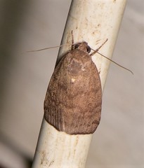 Austrocarea iocephala