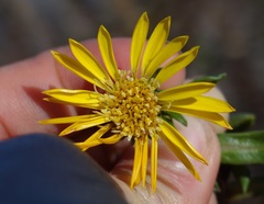 Grindelia stricta angustifolia