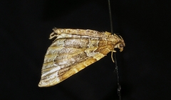 Eulithis flavibrunneata