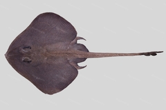 Leadhued Skate photo 1