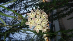 Funastrum heterophyllum