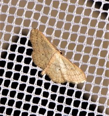 Scopula hypochra