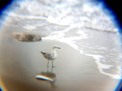 Leucophaeus atricilla