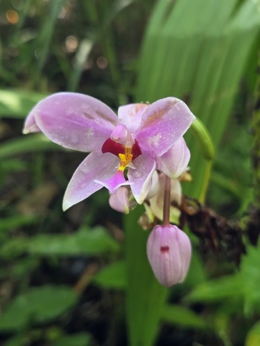 Spathoglottis plicata