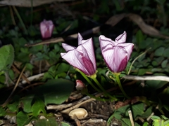 Convolvulus durandoi image