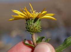 Grindelia stricta angustifolia