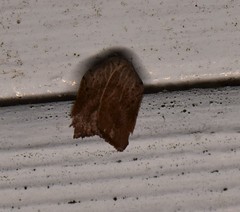 Tortricopsis semijunctella