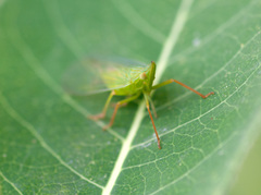 Rhynchomitra