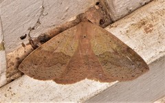 Ophyx ochroptera