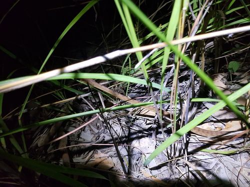 Brown Tree Snake sighting