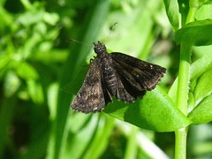 Staphylus hayhurstii