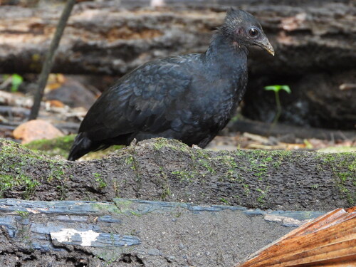 Megapodius freycinet observed 2026-05-03