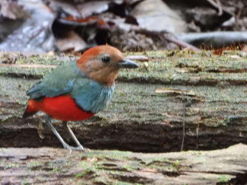 Pitta erythrogaster