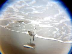 Leucophaeus atricilla