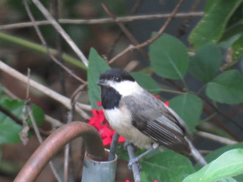 Paridae image