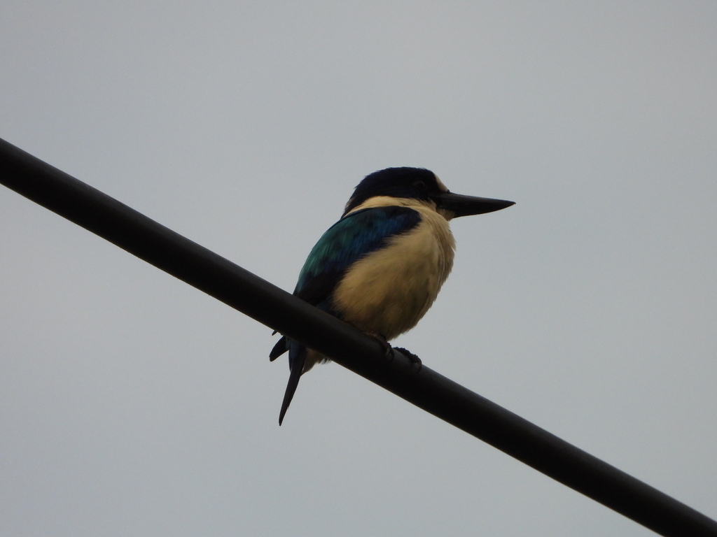 Cekakak biru-putih (Todiramphus diops)