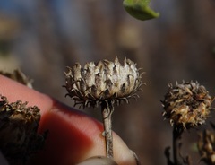 Grindelia stricta angustifolia