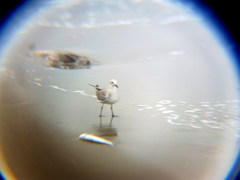 Leucophaeus atricilla