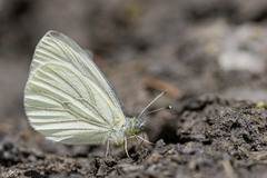 Pieris marginalis macdunnoughii